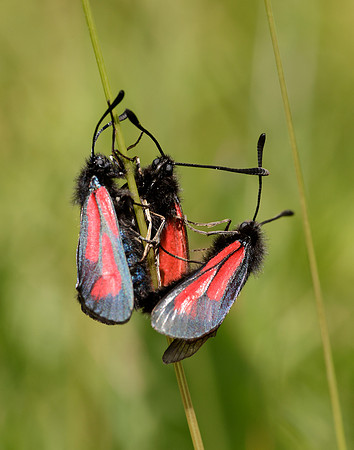 54.004 BF172 Transparent Burnet Zygaena purpuralis
