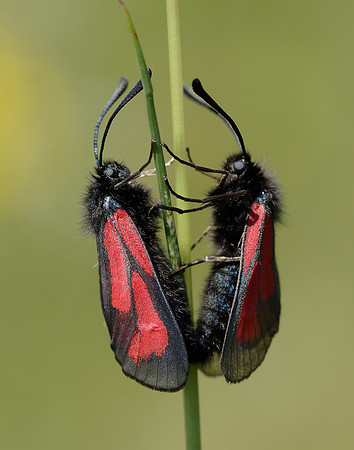 54.004 BF172 Transparent Burnet Zygaena purpuralis