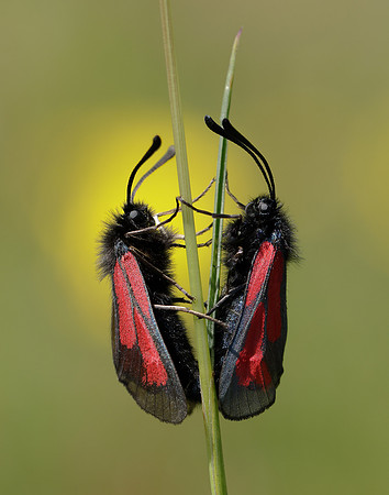 54.004 BF172 Transparent Burnet Zygaena purpuralis
