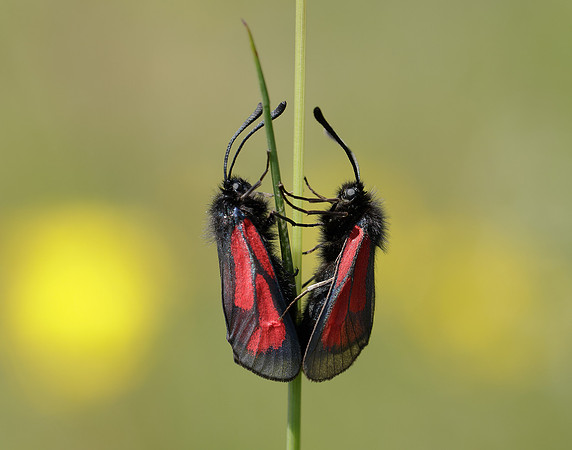 54.004 BF172 Transparent Burnet Zygaena purpuralis
