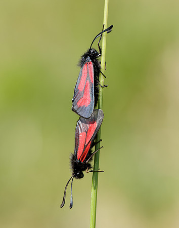 54.004 BF172 Transparent Burnet Zygaena purpuralis
