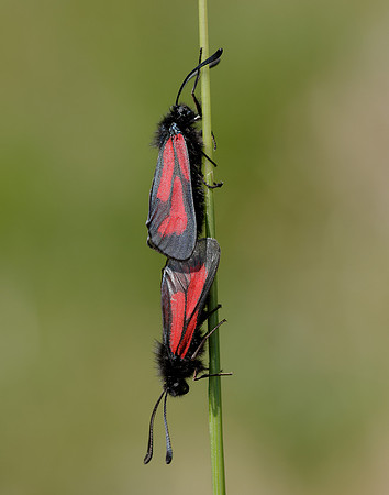 54.004 BF172 Transparent Burnet Zygaena purpuralis