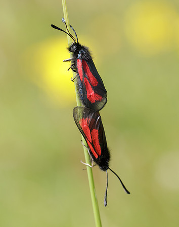 54.004 BF172 Transparent Burnet Zygaena purpuralis
