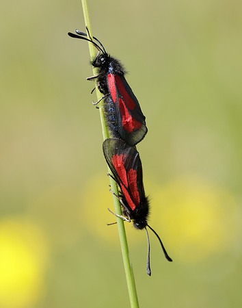 54.004 BF172 Transparent Burnet Zygaena purpuralis