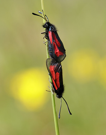 54.004 BF172 Transparent Burnet Zygaena purpuralis