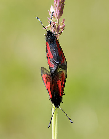 54.004 BF172 Transparent Burnet Zygaena purpuralis