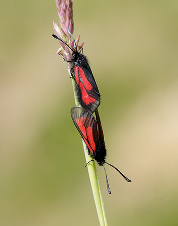 54.004 BF172 Transparent Burnet Zygaena purpuralis