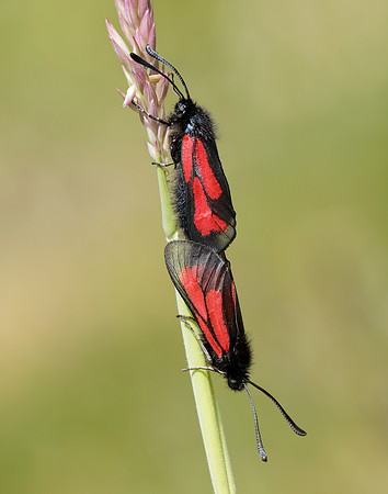 54.004 BF172 Transparent Burnet Zygaena purpuralis