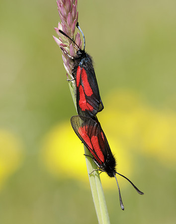 54.004 BF172 Transparent Burnet Zygaena purpuralis