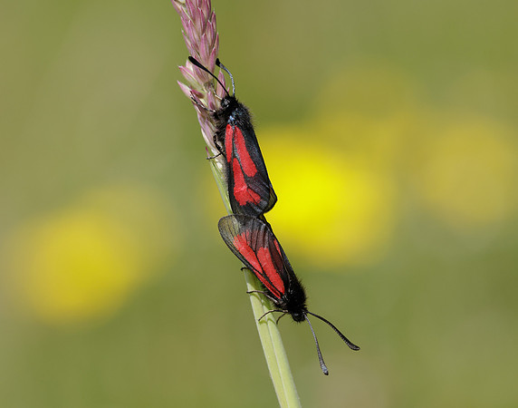 54.004 BF172 Transparent Burnet Zygaena purpuralis