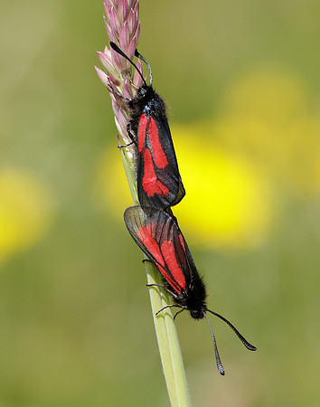 54.004 BF172 Transparent Burnet Zygaena purpuralis