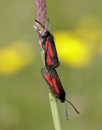 54.004 BF172 Transparent Burnet Zygaena purpuralis
