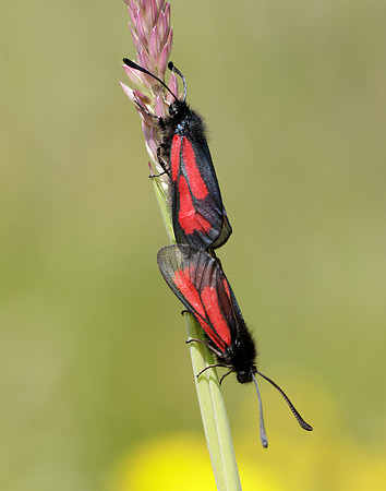 54.004 BF172 Transparent Burnet Zygaena purpuralis