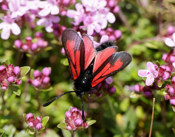 54.004 BF172 Transparent Burnet Zygaena purpuralis