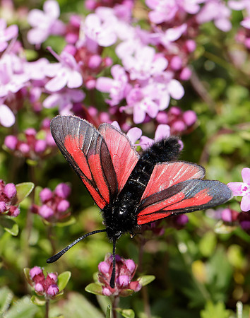 54.004 BF172 Transparent Burnet Zygaena purpuralis