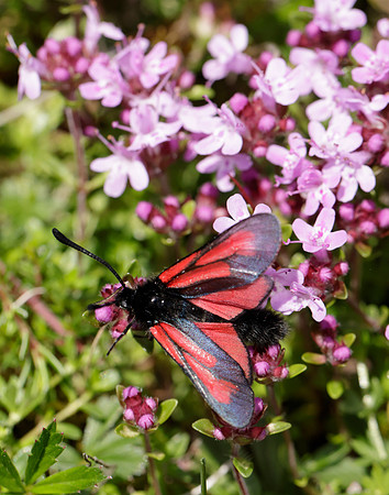 54.004 BF172 Transparent Burnet Zygaena purpuralis