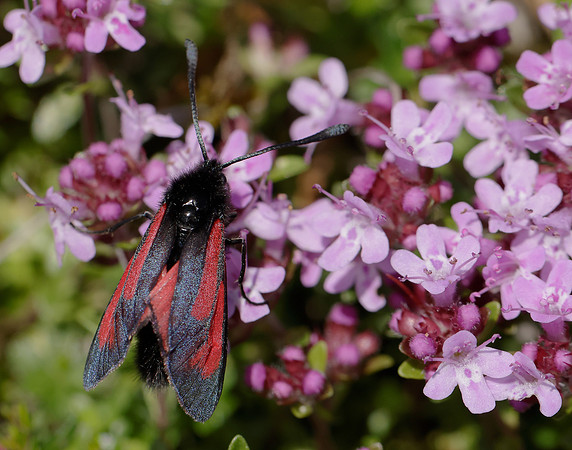 54.004 BF172 Transparent Burnet Zygaena purpuralis