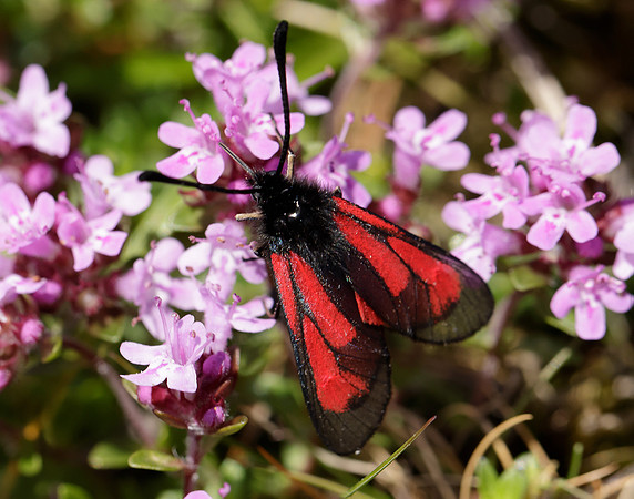 54.004 BF172 Transparent Burnet Zygaena purpuralis