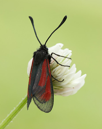 54.004 BF172 Transparent Burnet Zygaena purpuralis