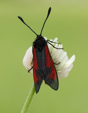 54.004 BF172 Transparent Burnet Zygaena purpuralis