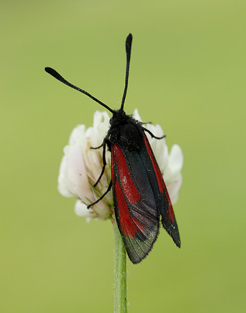 54.004 BF172 Transparent Burnet Zygaena purpuralis