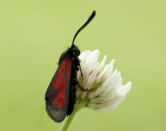 54.004 BF172 Transparent Burnet Zygaena purpuralis
