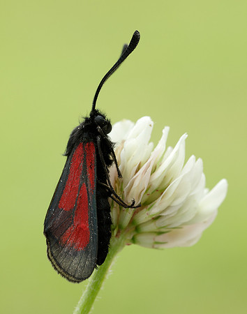 54.004 BF172 Transparent Burnet Zygaena purpuralis