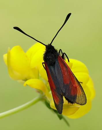 54.004 BF172 Transparent Burnet Zygaena purpuralis