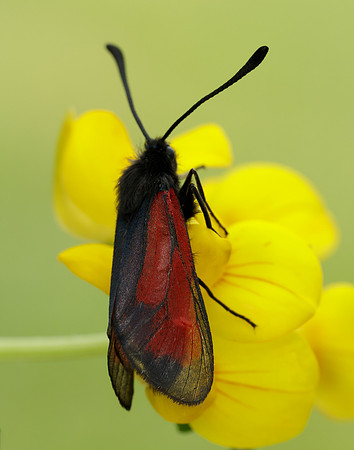 54.004 BF172 Transparent Burnet Zygaena purpuralis