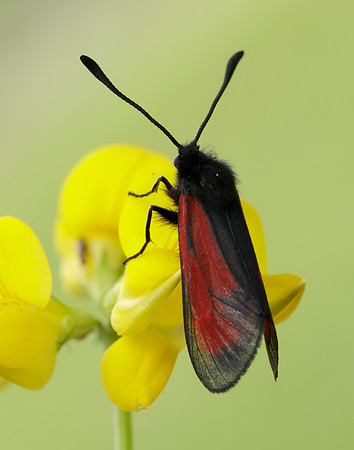 54.004 BF172 Transparent Burnet Zygaena purpuralis
