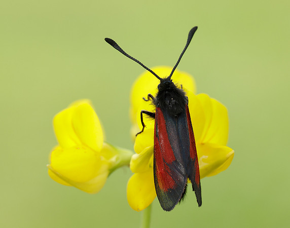 54.004 BF172 Transparent Burnet Zygaena purpuralis