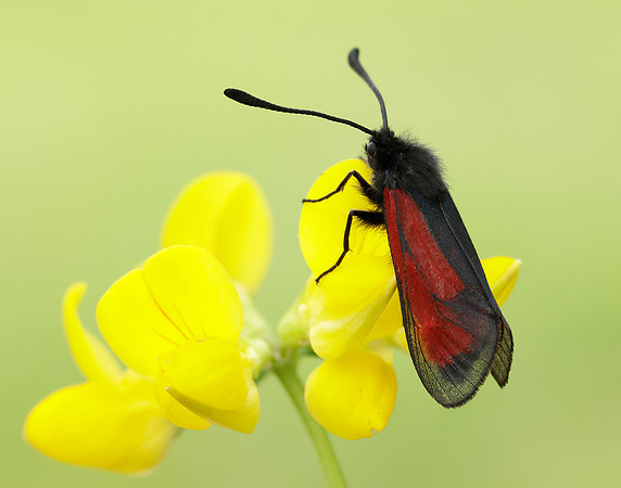 54.004 BF172 Transparent Burnet Zygaena purpuralis