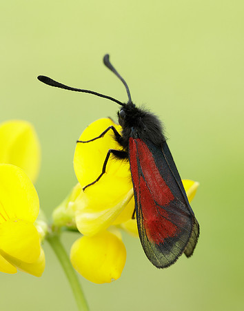 54.004 BF172 Transparent Burnet Zygaena purpuralis