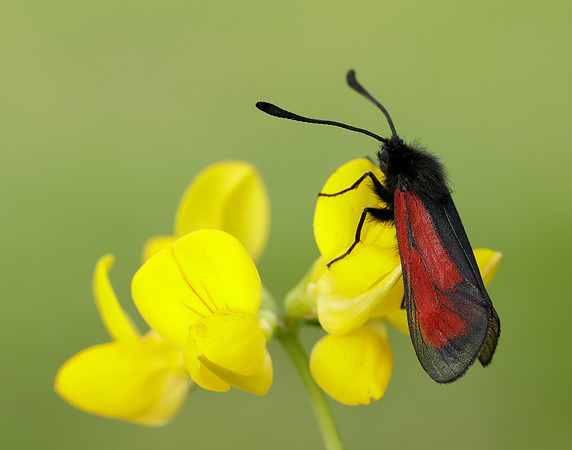 54.004 BF172 Transparent Burnet Zygaena purpuralis