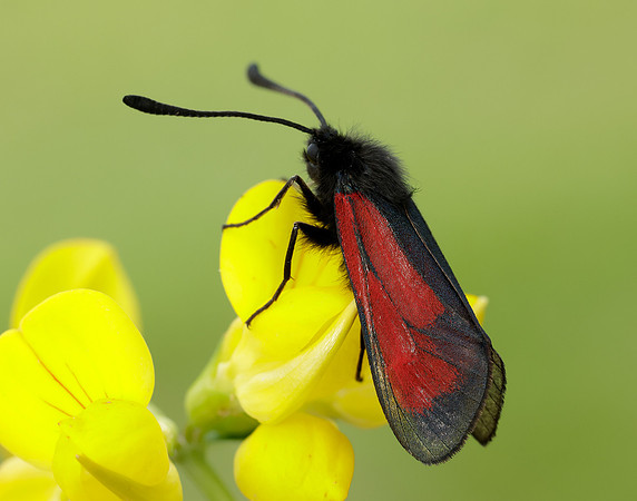 54.004 BF172 Transparent Burnet Zygaena purpuralis