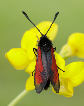 54.004 BF172 Transparent Burnet Zygaena purpuralis