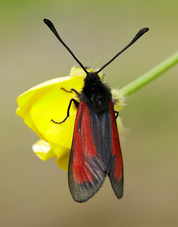 54.004 BF172 Transparent Burnet Zygaena purpuralis