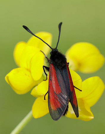 54.004 BF172 Transparent Burnet Zygaena purpuralis