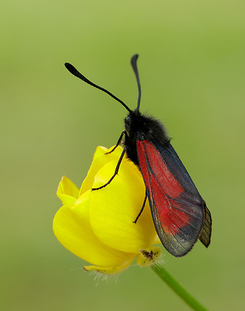 54.004 BF172 Transparent Burnet Zygaena purpuralis