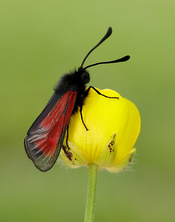 54.004 BF172 Transparent Burnet Zygaena purpuralis