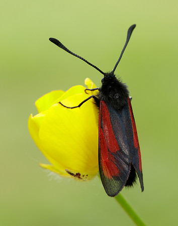 54.004 BF172 Transparent Burnet Zygaena purpuralis