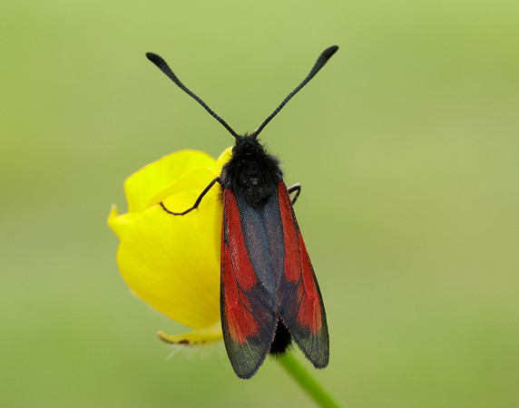 54.004 BF172 Transparent Burnet Zygaena purpuralis