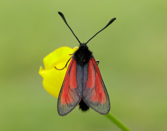 54.004 BF172 Transparent Burnet Zygaena purpuralis