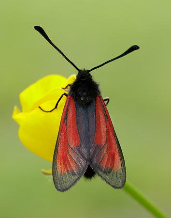 54.004 BF172 Transparent Burnet Zygaena purpuralis