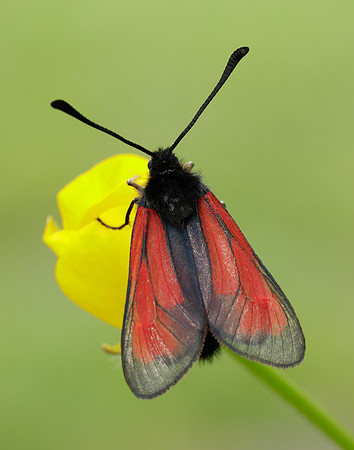 54.004 BF172 Transparent Burnet Zygaena purpuralis