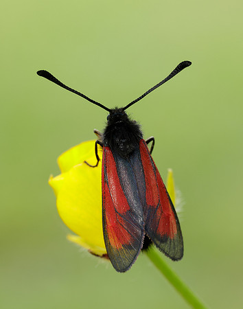 54.004 BF172 Transparent Burnet Zygaena purpuralis