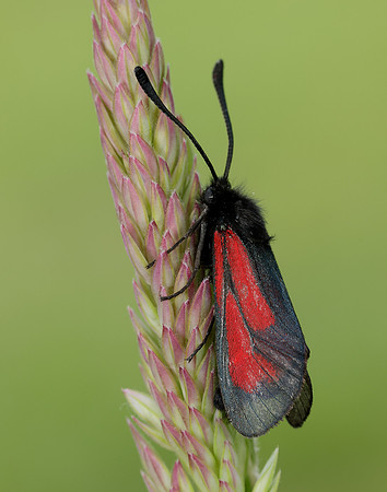 54.004 BF172 Transparent Burnet Zygaena purpuralis