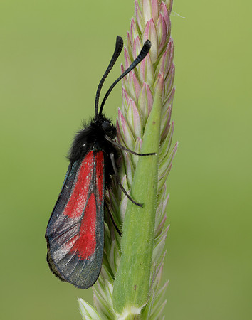 54.004 BF172 Transparent Burnet Zygaena purpuralis