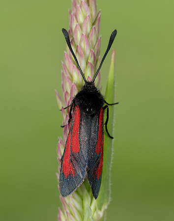 54.004 BF172 Transparent Burnet Zygaena purpuralis