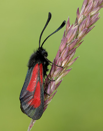 54.004 BF172 Transparent Burnet Zygaena purpuralis